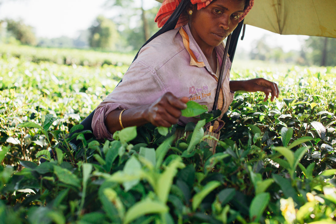 Darjeeling Tea