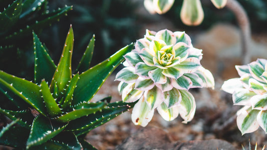 Aloe Vera