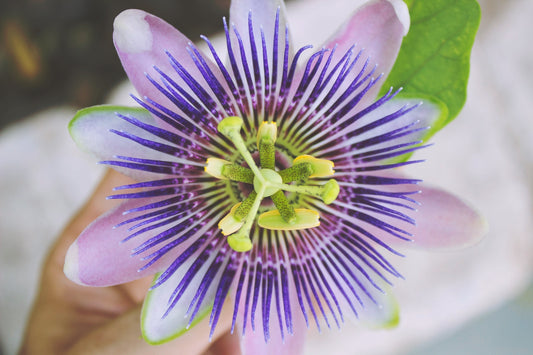 Passionflower